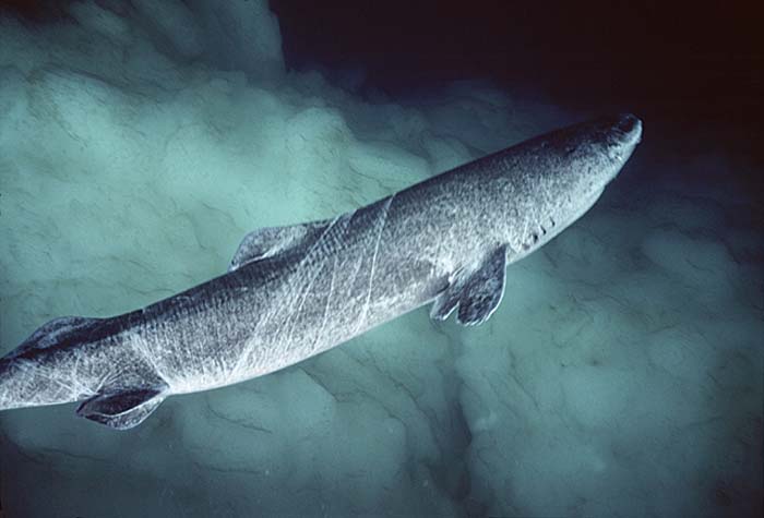 Greenland Shark (Somniosus microcephalus)