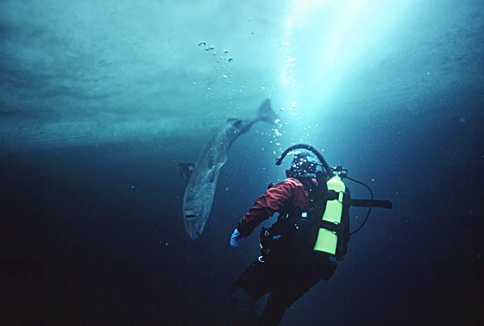 Greenland Shark (Somniosus microcephalus)