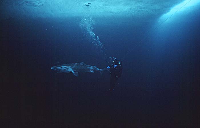 Greenland Shark (Somniosus microcephalus)