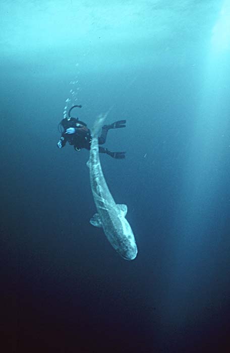 Greenland Shark (Somniosus microcephalus)