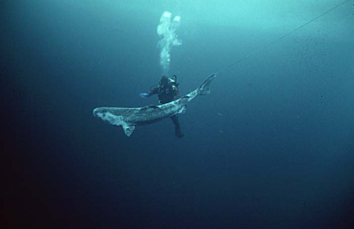 Greenland Shark (Somniosus microcephalus)