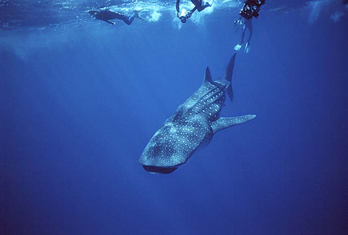 Whale Shark (Rhincodon typus)