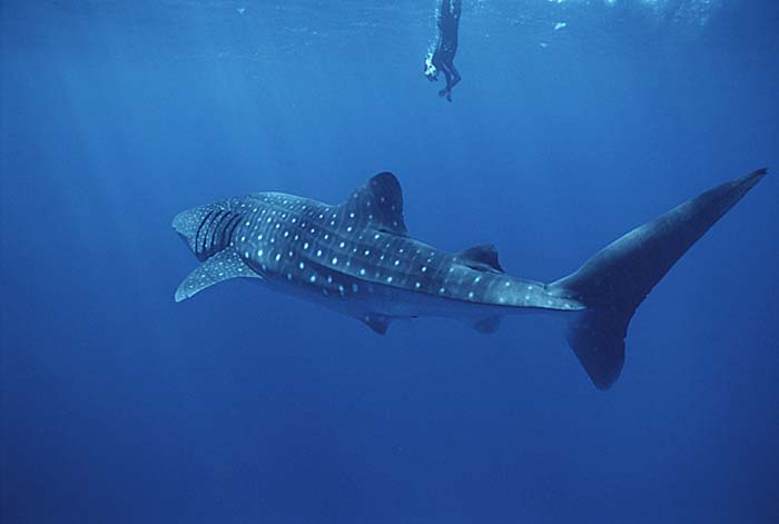 Whale Shark (Rhincodon typus)