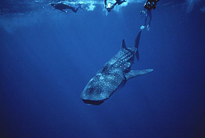 Whale Shark (Rhincodon typus)