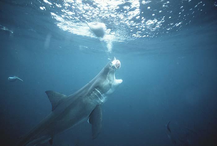 Great White Shark (Carcharodon carcharias)