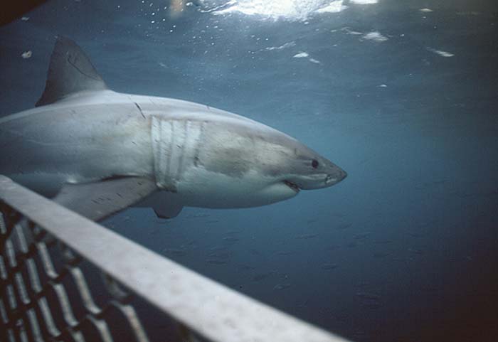 Great White Shark (Carcharodon carcharias)