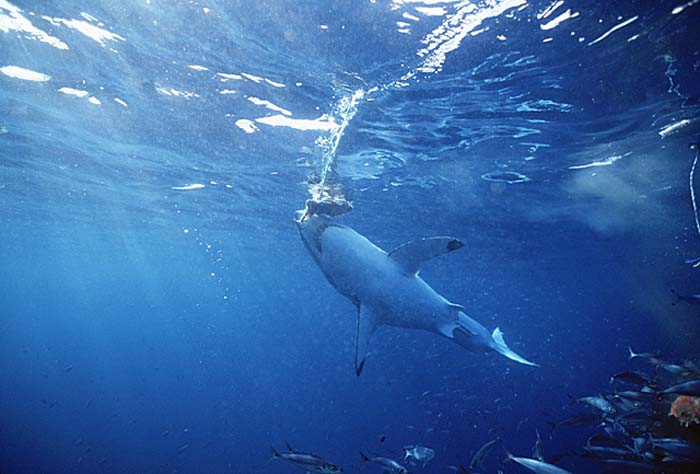 Great White Shark (Carcharodon carcharias)