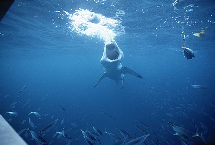 Great White Shark (Carcharodon carcharias)