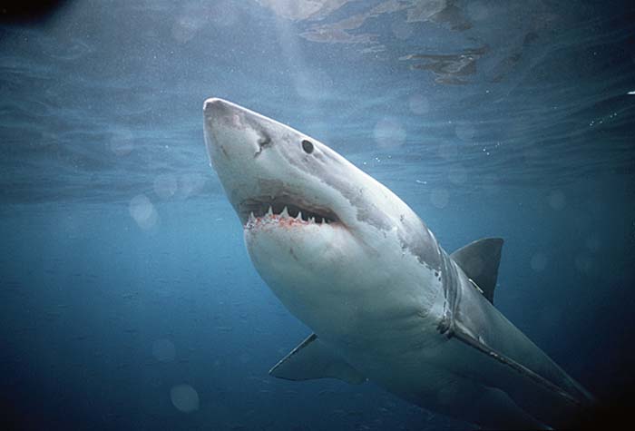 Great White Shark (Carcharodon carcharias)