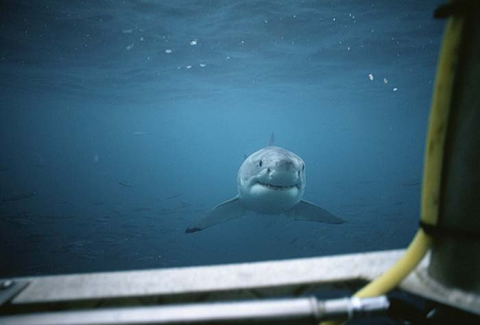 Great White Shark (Carcharodon carcharias)