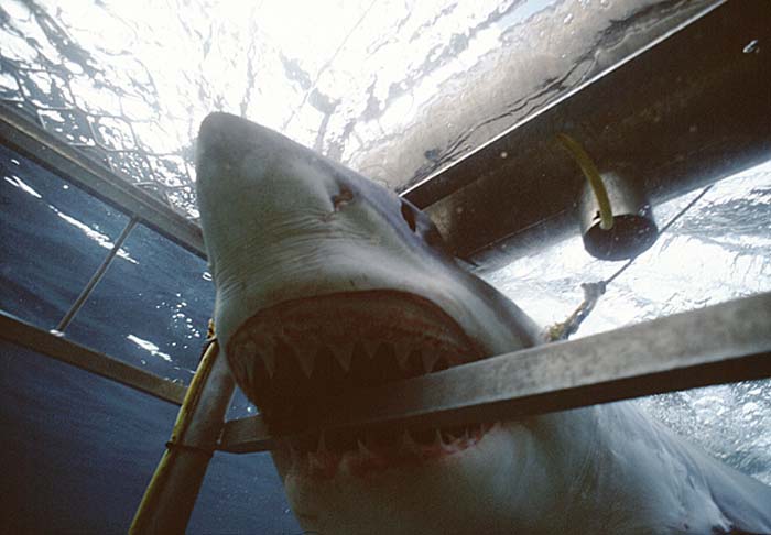 Great White Shark (Carcharodon carcharias)