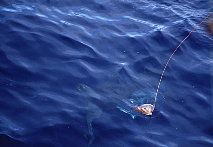 Great White Shark (Carcharodon carcharias)