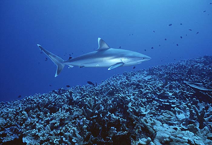 Silvertip Shark (Carcharhinus albimarginatus)