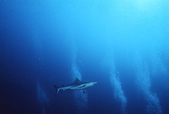 Silvertip Shark (Carcharhinus albimarginatus)