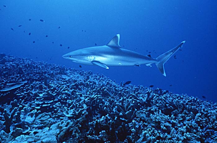 Silvertip Shark (Carcharhinus albimarginatus)