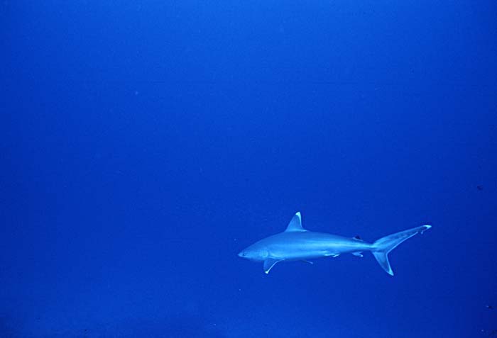 Silvertip Shark (Carcharhinus albimarginatus)