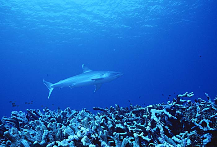 Silvertip Shark (Carcharhinus albimarginatus)