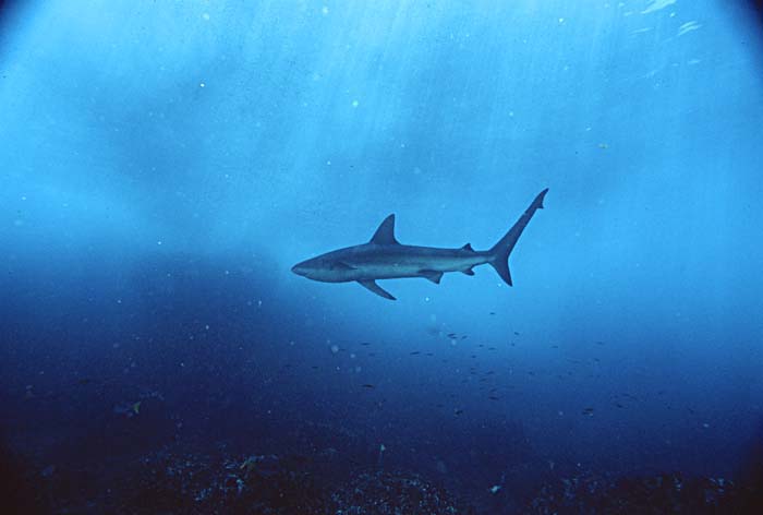 Galapagos Shark (Carcharhinus galapagensis)