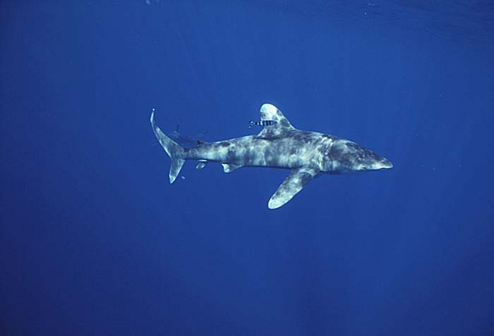 Oceanic Whitetip Shark (Carcharhinus longimanus)