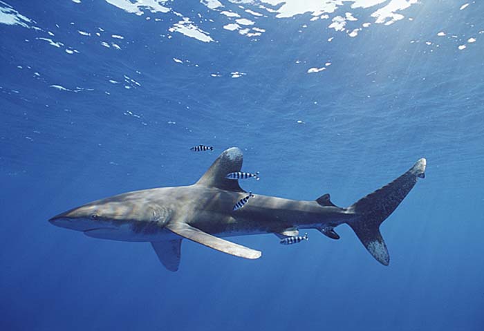 Oceanic Whitetip Shark (Carcharhinus longimanus)