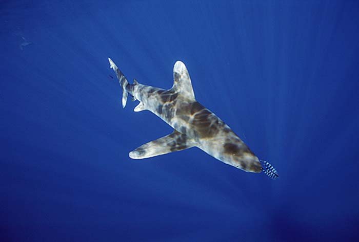 Oceanic Whitetip Shark (Carcharhinus longimanus)