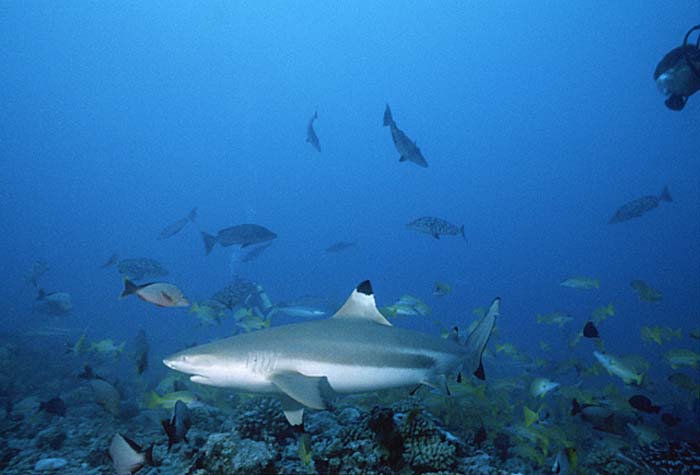 Blacktip Reef Shark (Carcharhinus melanopterus)