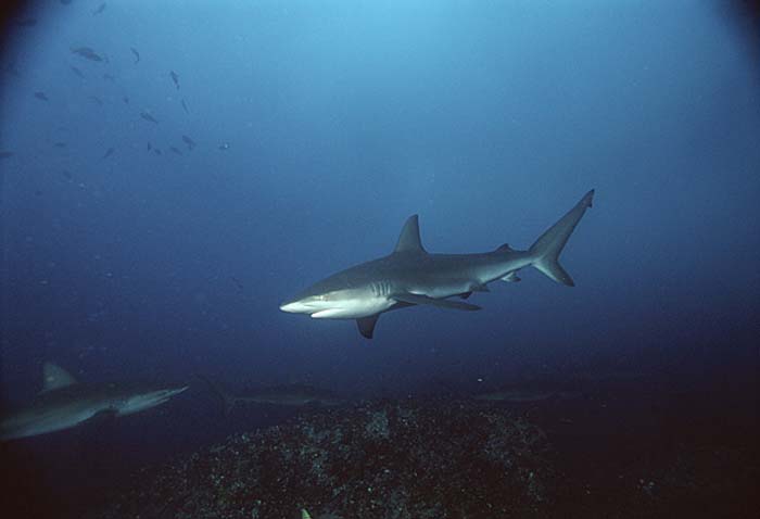 Dusky Shark (Charcharhinus obscurus)