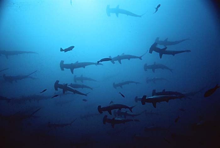 Scalloped Hammerhead Shark (Sphyrna lewini)