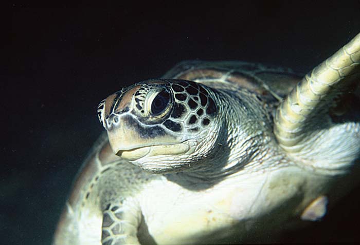 Green Turtle (Chelonia mydas)