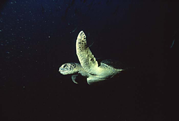 Green Turtle (Chelonia mydas)