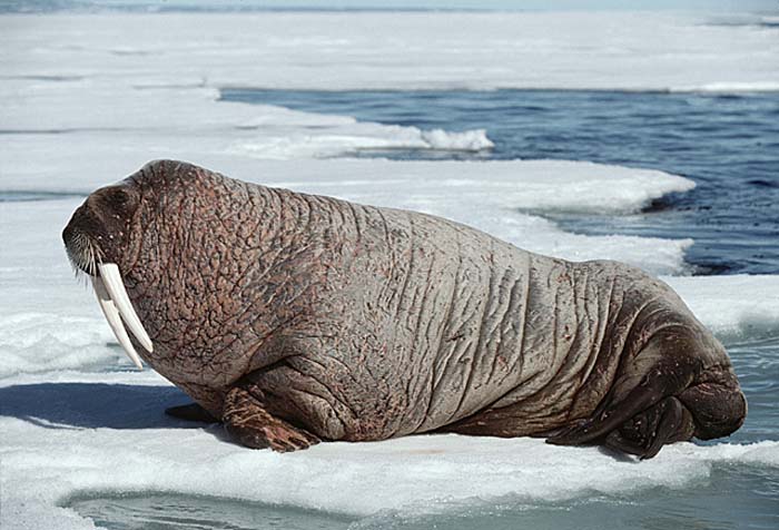 Atlantic Walrus (Odobenus rosmarus rosmarus)