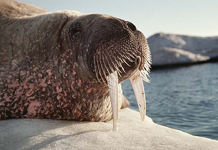 Atlantic Walrus (Odobenus rosmarus rosmarus)