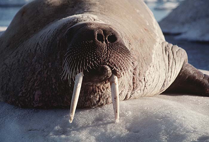 Atlantic Walrus (Odobenus rosmarus rosmarus)