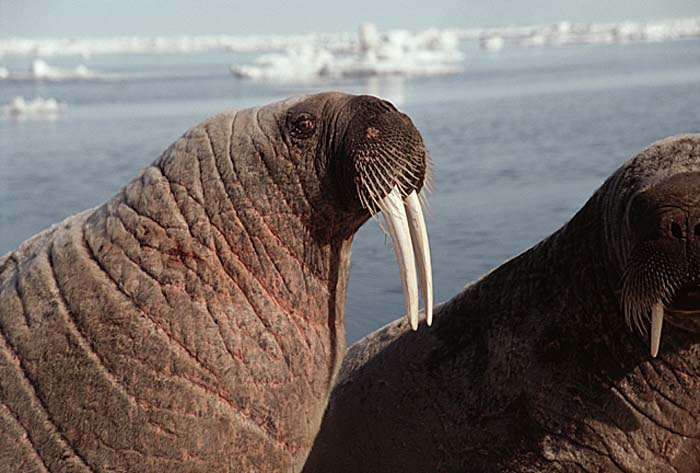 Atlantic Walrus (Odobenus rosmarus rosmarus)