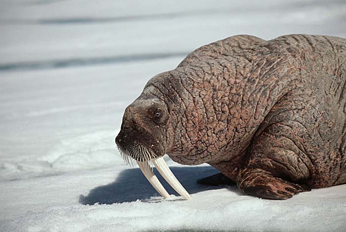 Atlantic Walrus (Odobenus rosmarus rosmarus)