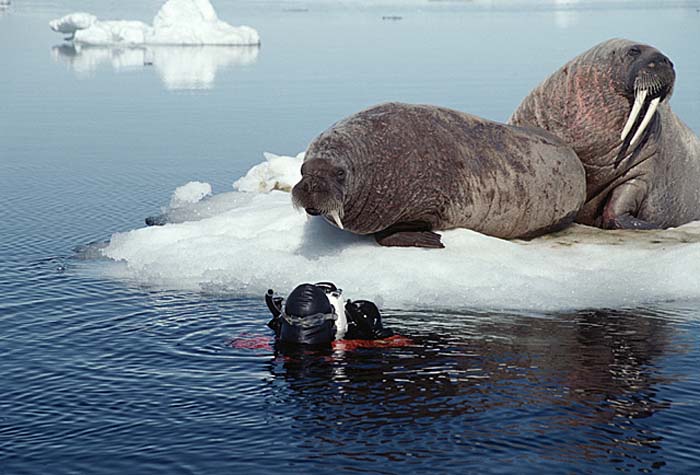 Atlantic Walrus (Odobenus rosmarus rosmarus)