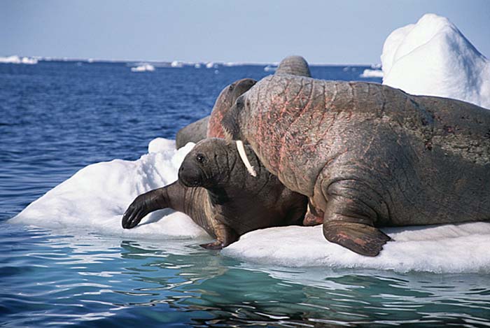 Atlantic Walrus (Odobenus rosmarus rosmarus)