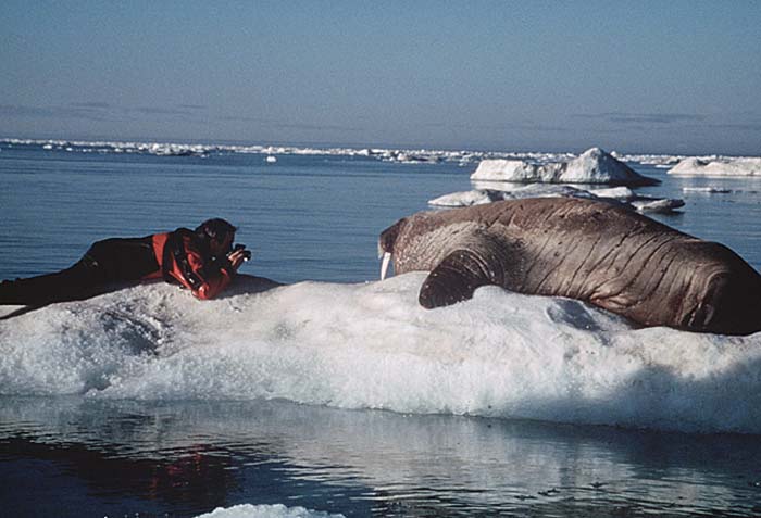 Atlantic Walrus (Odobenus rosmarus rosmarus)