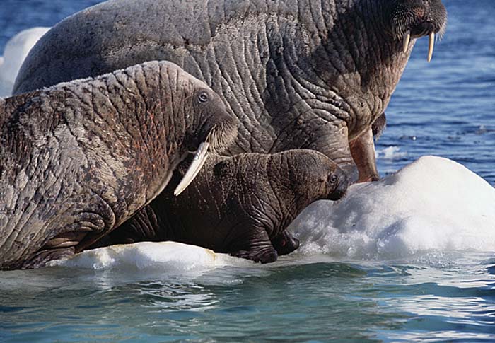 Atlantic Walrus (Odobenus rosmarus rosmarus)