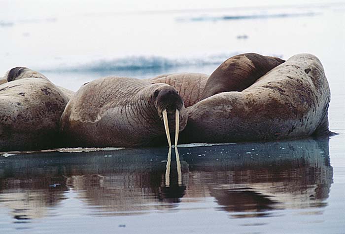 Atlantic Walrus (Odobenus rosmarus rosmarus)