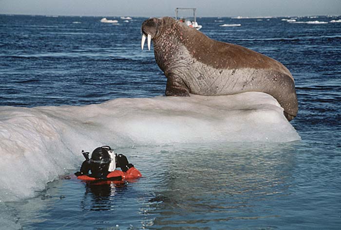 Atlantic Walrus (Odobenus rosmarus rosmarus)