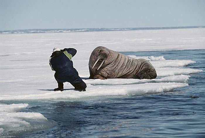 Atlantic Walrus (Odobenus rosmarus rosmarus)