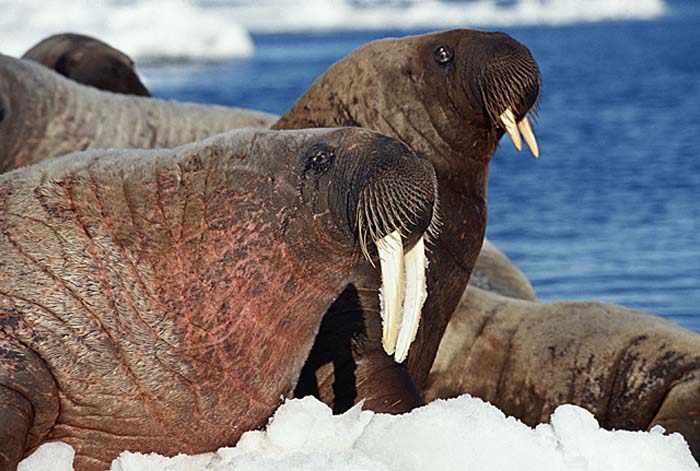 Atlantic Walrus (Odobenus rosmarus rosmarus)