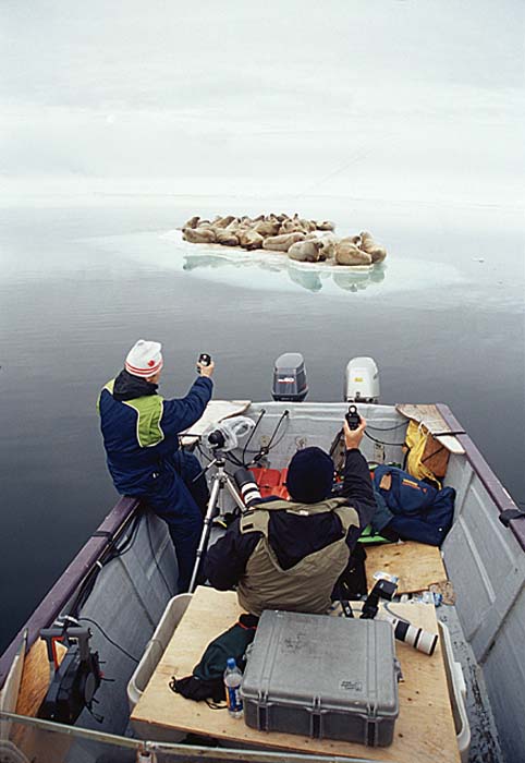 Atlantic Walrus (Odobenus rosmarus rosmarus)