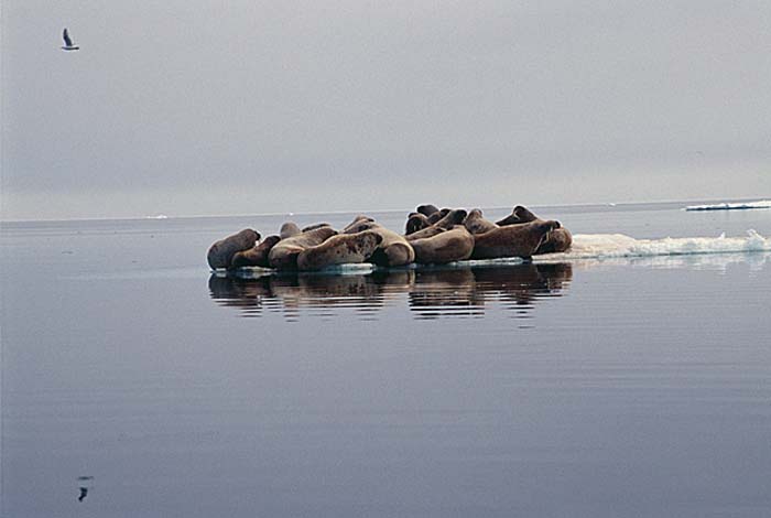 Atlantic Walrus (Odobenus rosmarus rosmarus)