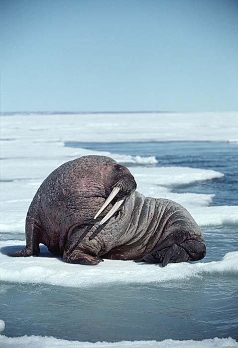 Atlantic Walrus (Odobenus rosmarus rosmarus)