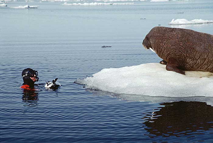 Atlantic Walrus (Odobenus rosmarus rosmarus)