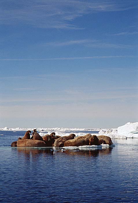 Atlantic Walrus (Odobenus rosmarus rosmarus)