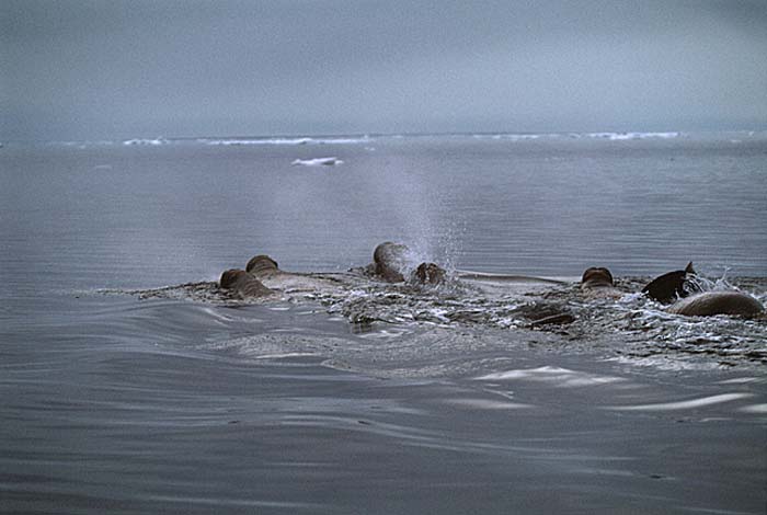 Atlantic Walrus (Odobenus rosmarus rosmarus)