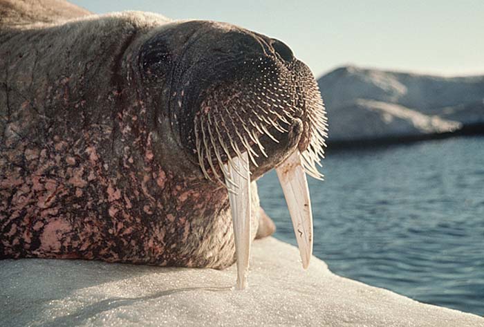 Atlantic Walrus (Odobenus rosmarus rosmarus)